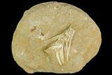 Cretaceous Fossil Fish Vertebrae In Rock - Morocco #111563-1